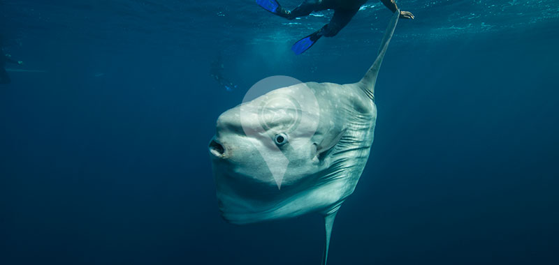 Sunfish