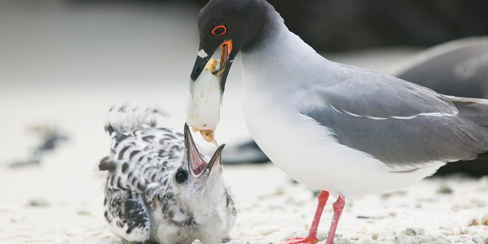 Swallow-Tailed Gull