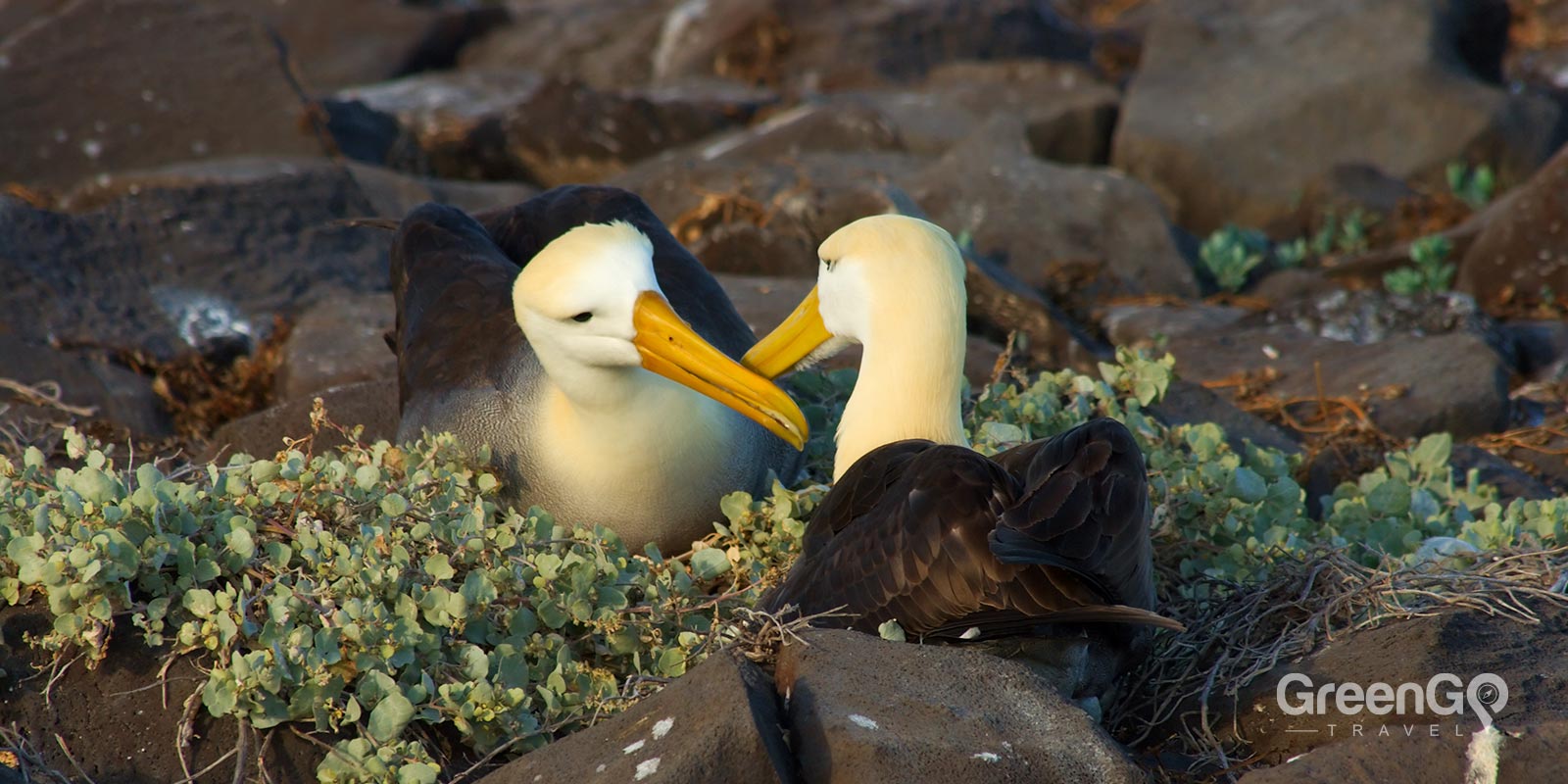 Waved Albatross