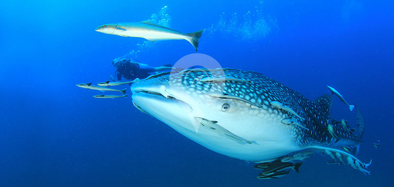 Whale Shark