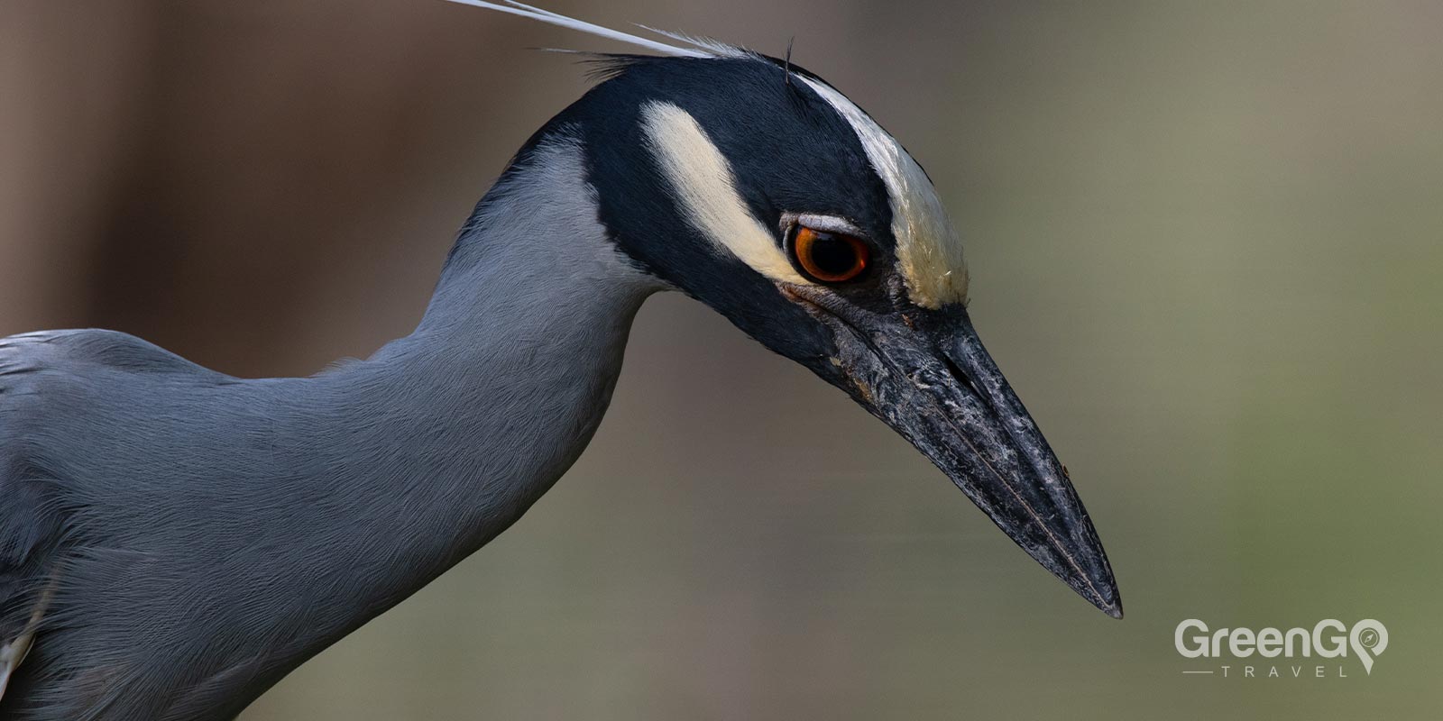 Yellow-Crowned Night Heron