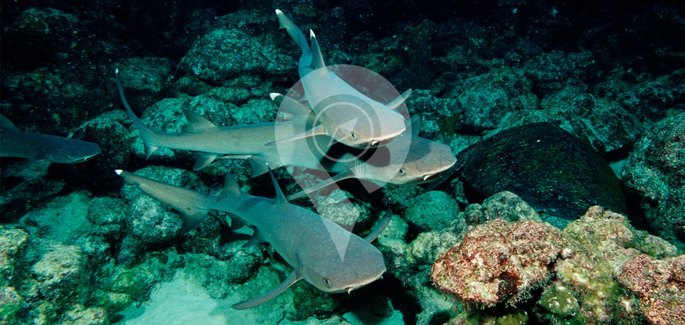 El Fondeadero (buceo nocturno)