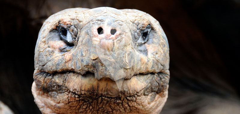 Tortoise Breeding Station